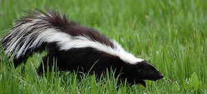 Tell-Tale Signs Pests Leave Behind | DoItYourself.com