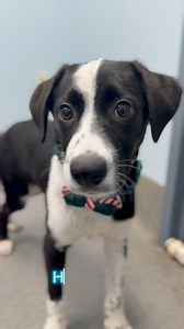 181K views · 5K reactions | ADOPTED Meet Hokie Bird礪 冀 4 months old  Border collie mix - currently 22lbs 冀 Loves others dogs and people  Would do fine with cats and children 冀 Needs someone who is ready to take on some puppy training! Email Savannah.hughes@rva.gov to make an appointment to meet him- he is available by appointment only!勇 Adoption fee is $150. #weareyourcityshelter #puppylove | Richmond Animal Care & Control | Facebook