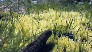 Bassnectar - Ephemeral