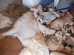 Horrific moment owner discovers slaughter of 20 dogs and puppies