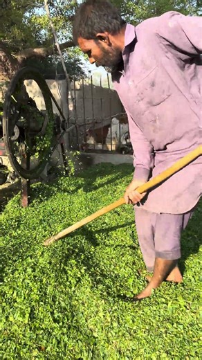 Village Farmer Cutting Green Fodder