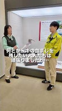 【企画展見どころ紹介】絶滅種トキpart①【島根県立三瓶自然館サヒメル】#shorts #サヒメル