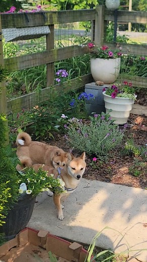 🚨 Rescue Update! 🚨 After a full day on the road, our newest foster is finally safe at Shiba HQ. ❤️ This tiny girl is just 13 lbs, full-grown at one year old, and she’s already stealing hearts—not with cuddles, but with her resilience. Saved from an abuse case, it’s clear she’s been failed by humans. She doesn't yet trust touch and cannot be handled. To keep her safe and reduce stress, we’re using calming techniques, positive reinforcement, and a lot of patience. Right now, the only way to pick