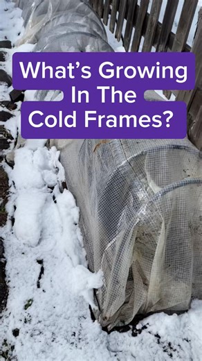 Plant sooner/ harvest early w/DIY Portable coldframes. Make one in 1 day! #diygardening #gardentips