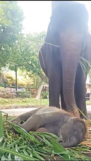 Cutest Baby Elephant Sleeping Next to Its Mother | Heartwarming Wildlife Moment | #shots #elephant