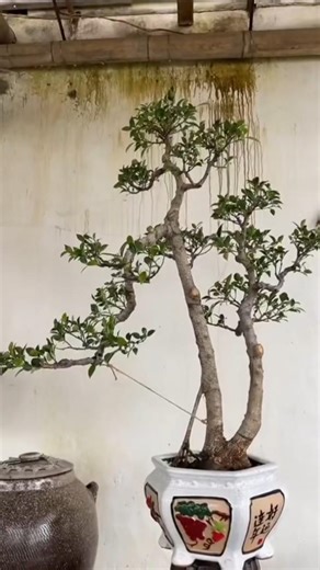 See how to prune a bonsai tree #bonsaimaking #bonsaiart #shenyangbonsai