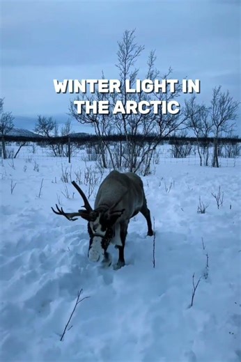 Did you know reindeer eyes change color? #funfacts #didyouknow #animalshorts