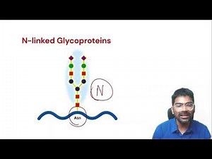 Glycoproteins - Definition, Classification and Examples