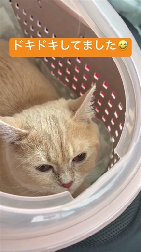 ついに分かりました…つみれの結果#cat#ねこのいる生活#catvideos #pets #cutecat #マンチカン#発情期#繁殖#猫好きさんと繋がりたい #チャンネル登録お願いします