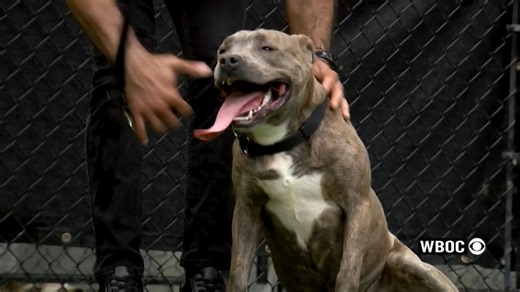 A recent surge of animals is pushing the Brandywine Valley SPCA's Dover campus beyond capacity, following its highest monthly intake of the year in May. | WBOC TV 16 Delmarva's News Leader