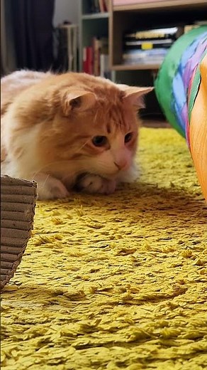Long-haired ginger cat loves to play! #shorts