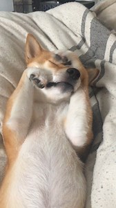 936K views · 4.4K reactions | Five more minutes, mom... Please! ☕️☀️ | The Pet Collective | Facebook