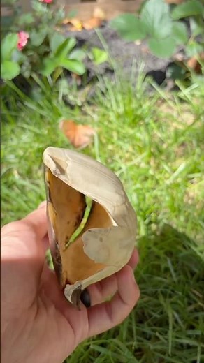 A Turtle’s Shell Is NOT Removable 🐢❗