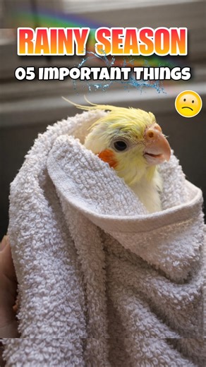 Birds Care In Rainy Season 💦🤒 #birds #breedingpair #parrot #budgies #cockatiel #rainyday #birdscare