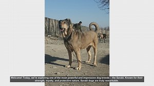 Discover the Majestic Sarabi Dog: Strength, Loyalty, and Family Companion