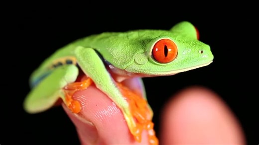 Brave Wilderness S01:E12 - Famous Frogs