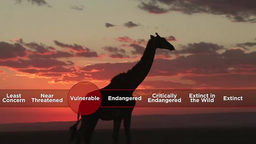 24K views · 159 shares | Giraffes need our help. | Animal Planet | Facebook