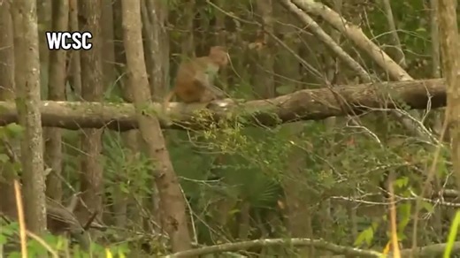 25 monkeys recovered after dozens escape in South Carolina. Others are ‘jumping back and forth’ near the research facility - Boston News, Weather, Sports | WHDH 7News