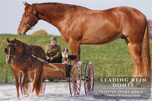 Leading Rein Donte | Thehorsebay.com