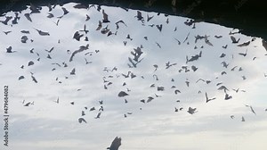 A large flock of bats flies against background of blue sky with clouds, filling entire frame. Many bats fly in slow motion during daytime in shadow of cave. Unique footage from life of wild animals.