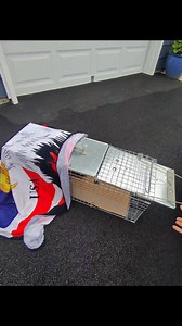 481K views · 1.7K reactions | Screaming. And terrified. The homeowner setup a trap for several hours this morning, but it wasn't until I made the 40 minute drive that he decided to go in. 藍 | John Debacker | Facebook