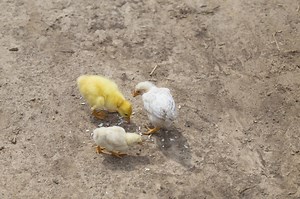 How To Stop Baby Chickens From Pecking Each Other