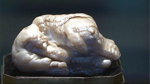 World’s largest freshwater pearl put up for Dutch auction