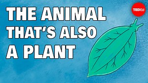 547K views · 10K reactions | Meet the solar-powered creature that’s half-animal, half-plant: | TED-Ed | Facebook