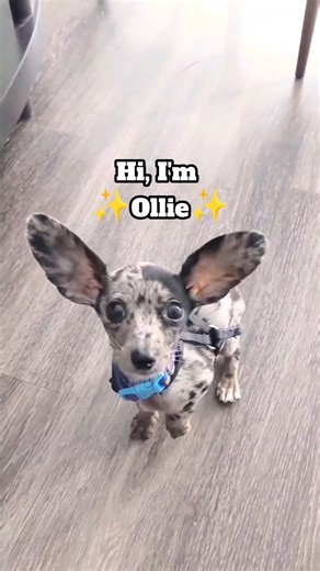 Hi I'm Ollie! 🐾 A Chihuahua-Dachshund mix with the power of hearing thoughts? Now, that's some impressive pup talent, don't you think?! 😄🐕‍🦺✨ 📸@bygollymisterollie | Dachmoji & Sausage Dog Lovers