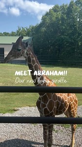 Say hello to our little tall one! 🦒💛 Our baby giraffe is stealing hearts with every step—come meet the newest (and cutest) member of the Safari Niagara family! Abraham is just 11 months old!! How adorable 🦒🥹🥰 #BabyGiraffe #GiraffeLove #SafariNiagara #ZooBabies #TooCute #TallAndAdorable #AnimalEncounters #GiraffeGoals #WildlifeWonder #FamilyFunDay | Safari Niagara