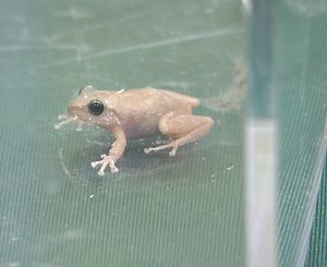 State scrambles to eradicate coqui frogs found on Oahu