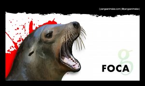 Foca: Información, aspecto, qué comen, tipos y hábitat | Pangea