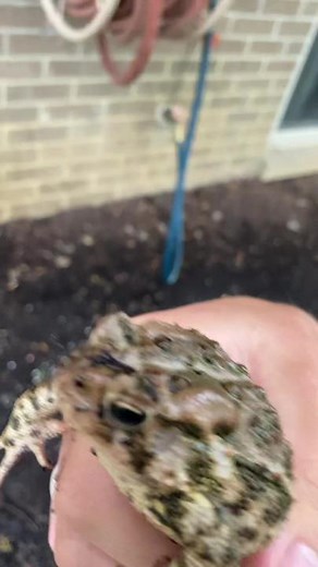 Discovering a Hidden Toad in a Garden