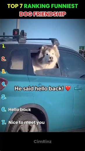 dog friendship #dog #pets #funny