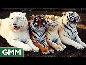 Bizarre Animal Hybrids (GAME)