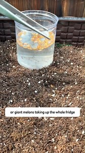 35K views · 805 reactions | If you love juicy, ruby red watermelon, Sugar Baby Watermelon is exactly what you need | SRK | Facebook