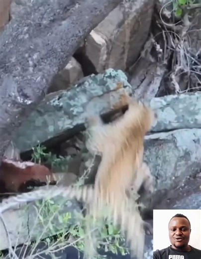 347 reactions | Hyena vs leopard fierce battle #fblifestyle | Ide Page | Facebook