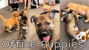 2.1M views · 91K reactions | bring your puppy to work day! jasper meets george!! how cute are they!?!  I signed Jasper up for a puppy playdate tomorrow morning. He gets to go play with other puppies his age (8-12 weeks) in a safe environment! I am really looking forward to it! Him and Jade are becoming closer every single day. Getting a second dog was the best decision ever! | Jade the Sable GSD | Facebook