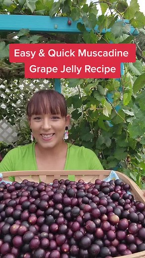 How to quickly process a lot of muscadine grapes to make delicious jelly. My secret is this fruit & vegetable strainer kitchenaid attachment (link in my bio). It removes the seeds & skin, leaving me with clear juice. Also works fantastic when making tomato sauce. #muscadine #jelly #easyrecipe #canningrecipes #grapejelly #kitchenaid #garden #zone9 #urbangarden #floridagardening #harvest #jerrasgarden #9b #gardentok #preservation #canning #cooking #recipes #canningtiktok #jellyrecipe