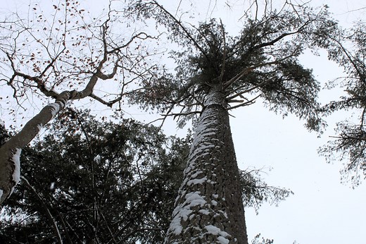 1890s recession gave us this stand of massive white pine trees in Northern Michigan
