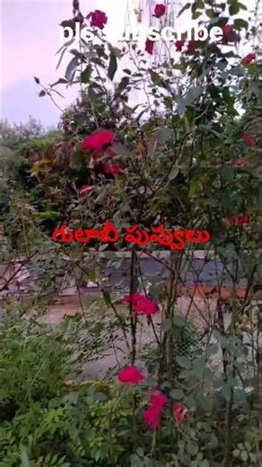 #గులాబీ పువ్వులు#Allahabad company Garden#Azad chandrashekhar park#prayagraj #Gate no.2