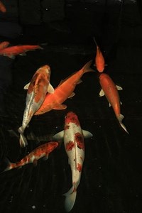 Koi Fish Predators as found on Next Day Koi