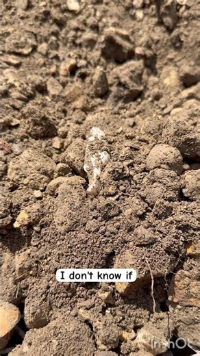 Point on Sifting Table #arrowhead #arrowheadhunting #nativeamerican #artifacts #artifacthunting