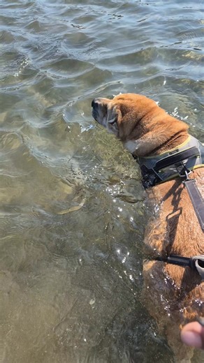 Our Baloo... The clumsiest swimmer in our group... Well, if at first you don't succeed... Give up and have a nap... 😂 #dog #dogsofinstagram #sharpei | Loopy Lou Dog Walking