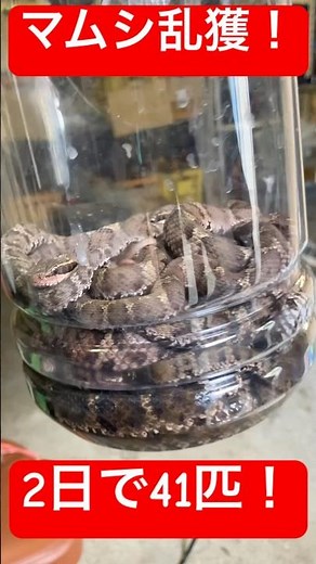 マムシを乱獲しました！#shorts #マムシ#毒ヘビ#poisonous snake#大量#乱獲