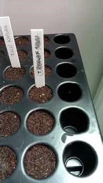 Premiers semis de betteraves qui lèvent :-) #potager #bretagne