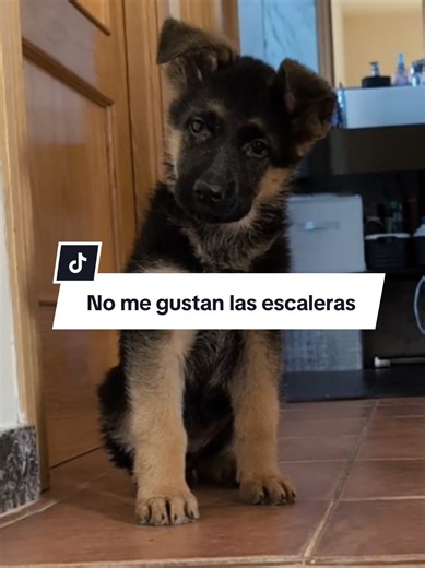 Lucas y Gaia: Aprendiendo a Bajar Escalones