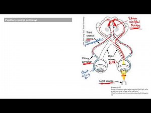 Pupillary Control | Nervous system | Step 1 Simplified