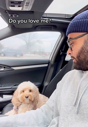 LunaTheMiniCockapoo on TikTok