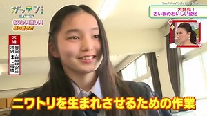 Chicken embryo development without a shell